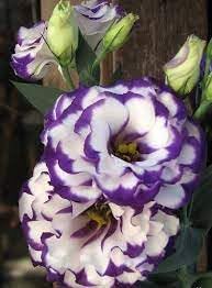 White & Blue Eustoma (Lisianthus) Flower Seeds for Planting - Heirloom, NON-GMO, Easy to Grow