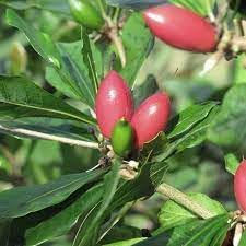 Ginkgo Biloba Fruit Seeds - Ancient and Medicinal Tree for Your Garden 100 Pcs pcs