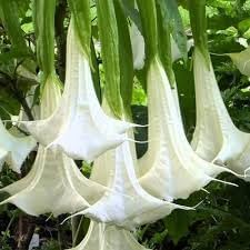 Engelstrompete Flower Seeds for Planting - 100 pcs