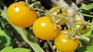 Cherry Tomato Seeds for Planting - 10 pcs