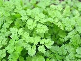 Chervil Seeds for Vegetable Planting, 100 Pcs pcs