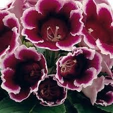Heirloom Non-GMO Burgundy Gloxinia Flower Seeds for Garden Planting ƒ?? Lush Velvet Blooms