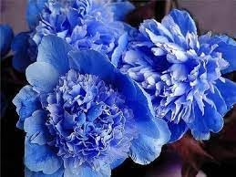 Suffruticosa Flower Seeds – Heirloom Non-GMO Seeds for Compact and Formal Garden Planting - Flower for planting in home garden