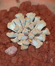 Sea Green Titanopsis Hugo-Schlechteri Plant Seeds for Planting ƒ?? Organic, Heirloom, Non-GMO Succulent Seeds