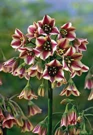 Nectaroscordum Flower Seeds for Planting - 100 pcs for planting in your garden.