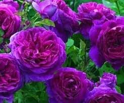 Pink Purple Climbing Rose Plant Seeds for Planting Non-GMO Heirloom Garden Seeds for Home and Outdoor Growing