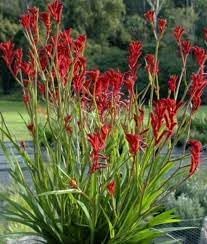 Anigozanthos Flavidus Plant Seeds Heirloom Non GMO Planting - 100 pcs for planting in home garden