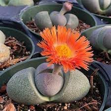 Pleiospilos Nelii Flower Seeds for Planting - NON GMO Seeds