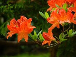 Heirloom Orange Azalea Flower Seeds for Garden Planting - NON GMO Garden Seeds