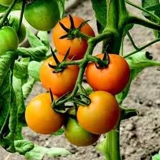 Heirloom Mixed Tomato Vegetable Seeds for Planting - Non-GMO Garden Seeds