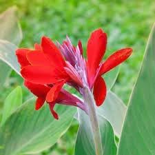 Heirloom Non-GMO Canna Flower Seeds for Garden Planting ƒ?? Vibrant Tropical Blooms for planting in your garden.