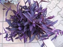 Tradescantia Pallida Plant Seeds for Planting - NON GMO Seeds