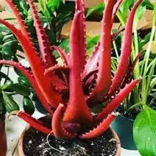 Rare Red Aloe Vera Plant Seeds for Planting-Heirloom & Non-GMO Seeds for planting – Fresh Herb for Your Garden