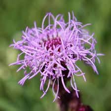 Liatris Flower Seeds for Planting - NON GMO Seeds