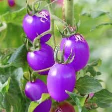 Tomato Seeds for Planting, Violet, 100 Pcs pcs
