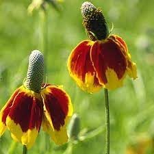 Mexican Hat Wildflower Seeds for Planting - NON GMO Seeds