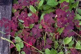 Oxalis Plant Seeds – Heirloom, Non-GMO Seeds for Planting Colorful and Hardy Garden Blooms