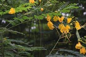 Heirloom Non-GMO Caesalpinia Flower Seeds for Planting – Vibrant Tropical Ornamental Blooms