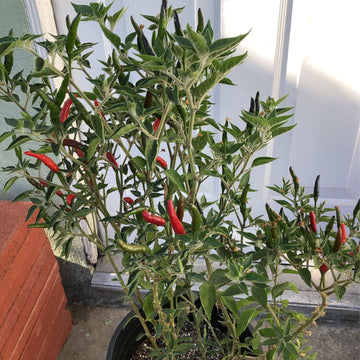 Pepper Capsicum Seeds for Planting - heirloom & Non-GMO Seeds