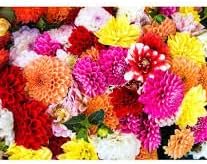 Marigold Flower Seeds for Planting ,Heirloom Seeds -100 pcs