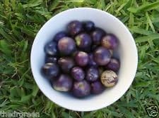 Purple Tomatillo Physalis philadelphica seeds for urban garden planting