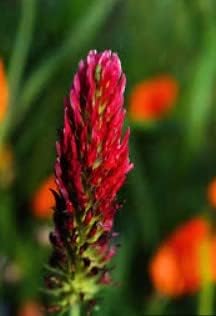 Pink Pachystachys Lutea Seeds for Planting, 100 pcs