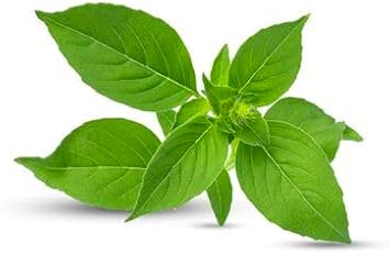 Th Basil Plant Seeds Scientific Name Placeholder for planting in home garden