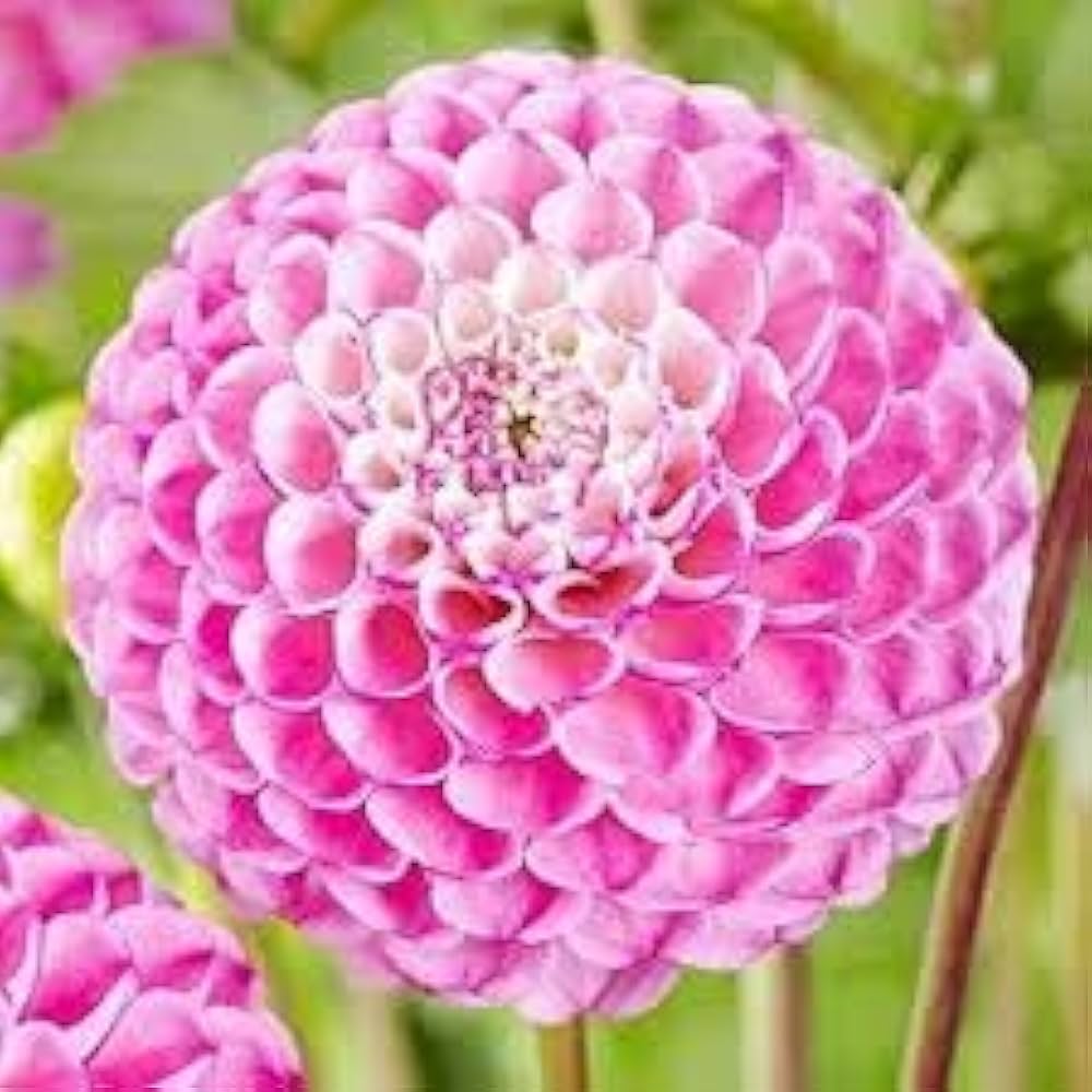 Pompon Dahlia Rose Flower Seeds for Planting ƒ?? Heirloom and Non-GMO garden seeds for planting in your garden.