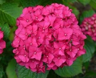 Pink Hydrangea Flower Seeds - 100 pcs for planting in your garden.