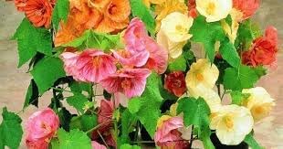 Abutilon Bellvue Flower Seeds for Planting - 100 pcs