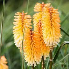 Kniphofia Flower Seeds Heirloom Non GMO Planting - 100 pcs