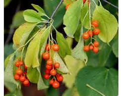 Celastrus Fruit Seeds for Growing Hardy and Ornamental Vines 100 Pcs pcs