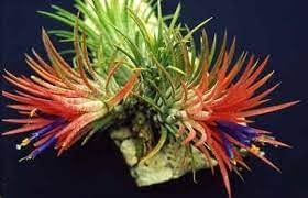 Bromeliad Tillandsia Plant Seeds for Planting - 100 pcs