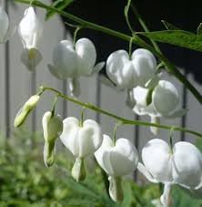 Heirloom Non-GMO White Bleeding Heart Flower Seeds for Unique Garden Borders and Romantic Planting - Non-GMO for planting in home garden