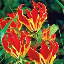 Gloriosa Flower Seeds for Planting - 100 pcs