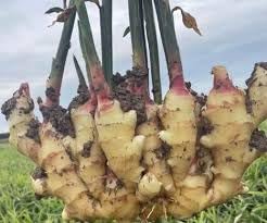Perennial Ginger Vegetable Seeds for Planting - 100 Pcs pcs
