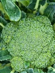 Broccoli Vegetable Seeds for Planting - 100 Pcs pcs