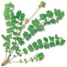 Green Burnet Plant Seeds for Planting heirloom & Non-GMO Seeds