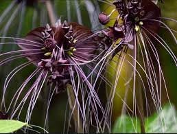 Tiger Orchid Flower Seeds for Planting - 100 pcs