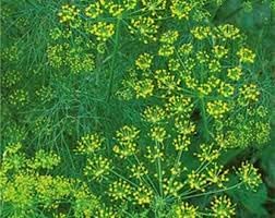 Aromatic Plants and Vegetable Seeds for Planting - 100 Pcs pcs