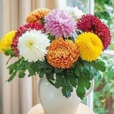 Chrysanthemum Flower Seeds for Garden Planting - NON GMO Seeds