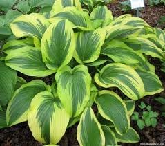 Heirloom Non-GMO Montana Hosta Plant Seeds for Planting