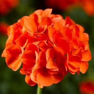 Geranium Orange Flower Garden Seeds for Planting - NON GMO Seeds