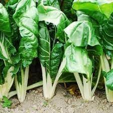 Fordhook Giant Vegetable Seeds for Planting - 100 Pcs pcs