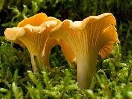 Chanterelle mushroom spores for indoor planting