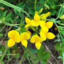 Birdsfoot Flower Seeds for Planting - 100 pcs