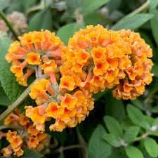 Buddleia Weyeriana Flower Seeds for Planting - NON GMO Seeds