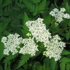 Heirloom Non-GMO Sweet Cicely Flower Seeds for Planting – Aromatic Blooms for Shade Garden