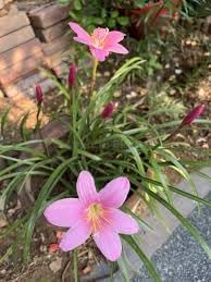 Zephyranthes Flower Seeds for Planting - 100 pcs