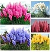 Pampas Plant Seeds for Garden Planting - NON GMO Seeds